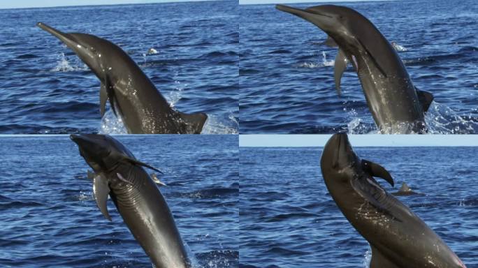海豚海豚!黑海宽吻海豚(Tursiops truncatus ponticus) 。宽吻海豚之所以流