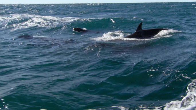 虎鲸(Orcinus orca).Avacha湾堪察加半岛半岛附近水域.