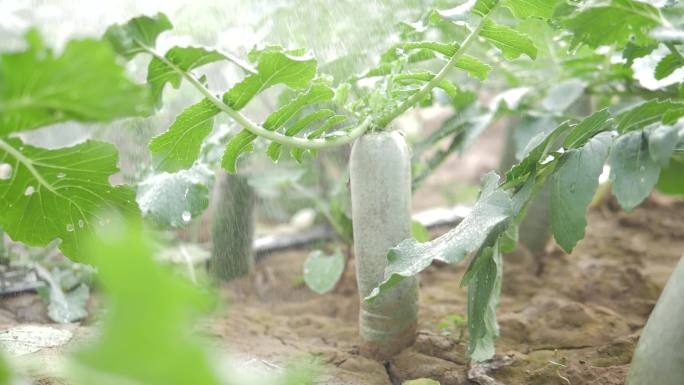 潍坊萝卜种植基地升格