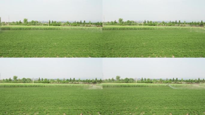 农业植保无人机在农田中喷洒农药航拍