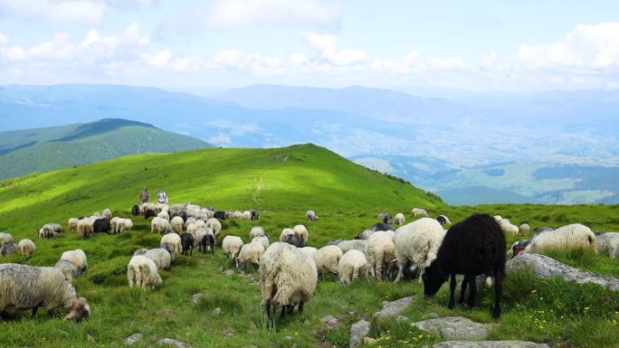 白色的羊在绿色的草地上捕食大自然.美丽的夏日全景- -高山野性的晨曦
