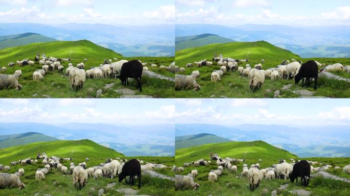 白色的羊在绿色的草地上捕食大自然.美丽的夏日全景- -高山野性的晨曦