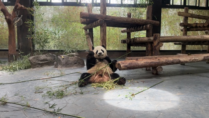4K原创 大熊猫 雪宝 吃竹子