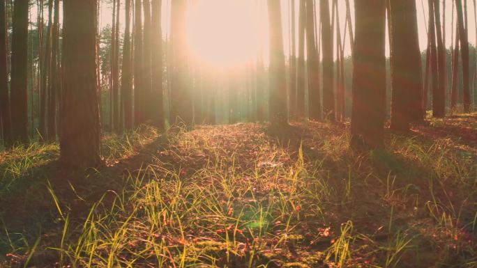 太阳光和射线照射的大气松林：金银花全景至右图.