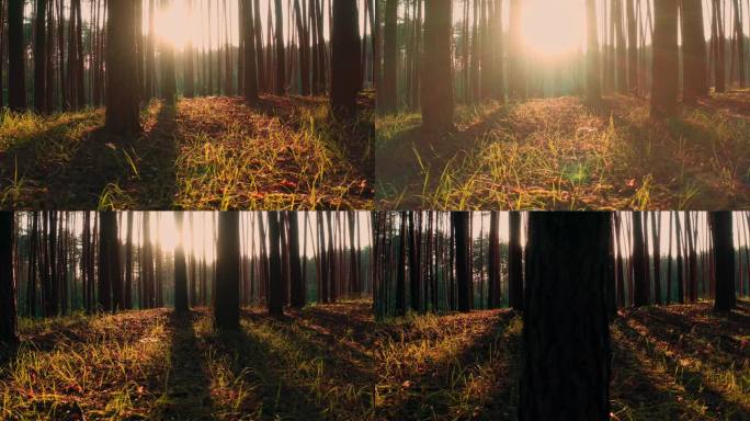 太阳光和射线照射的大气松林：金银花全景至右图.