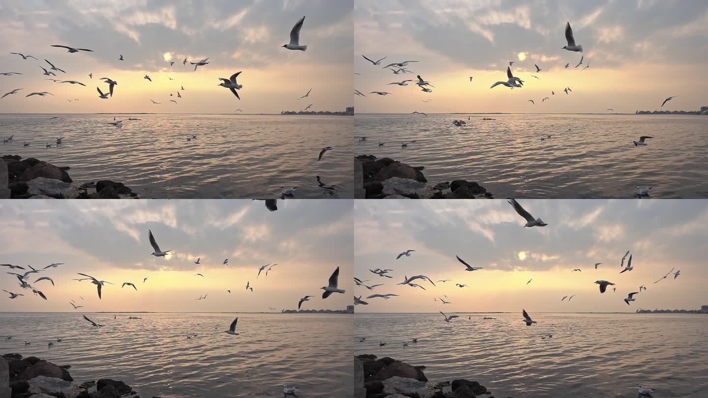 海鸥在城市海滩飞行的慢动作镜头.