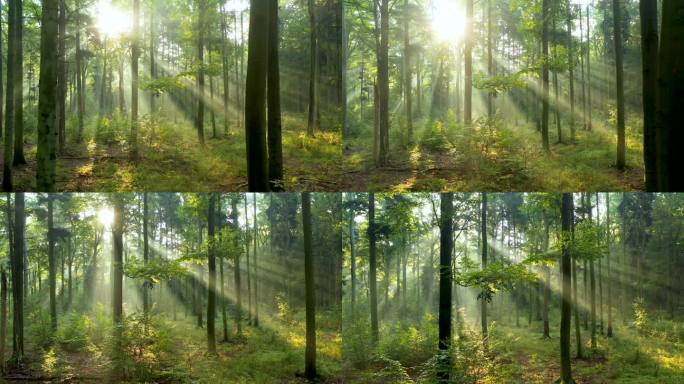 美丽的阳光照射在森林的空中