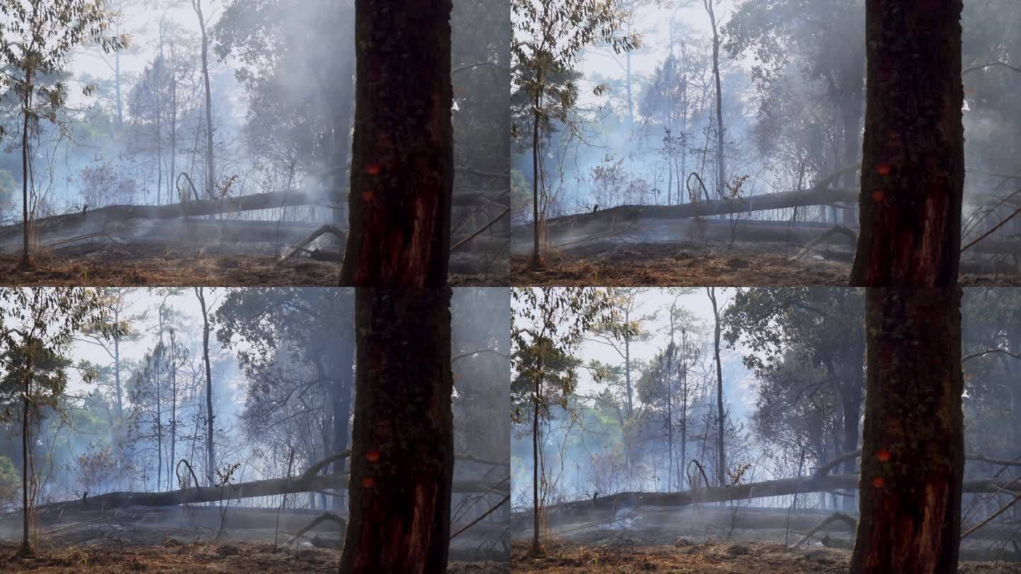 雨后森林火灾是人类引起的火灾。