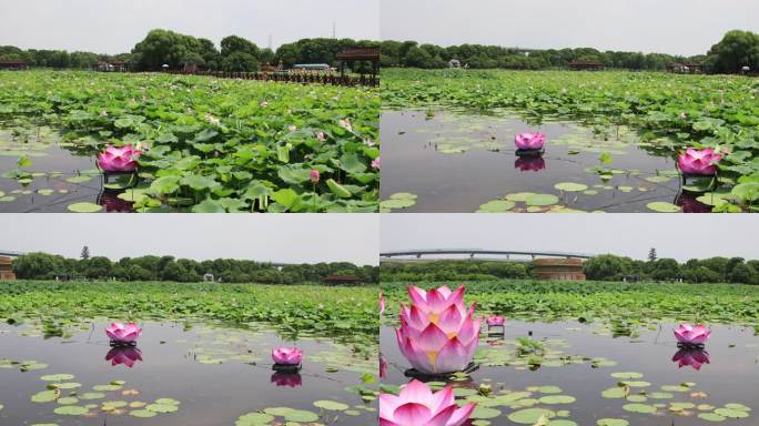 苏州湿地公园风景