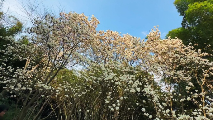 春天的玉兰花