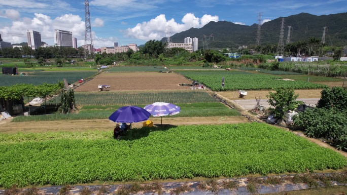 深圳乡村