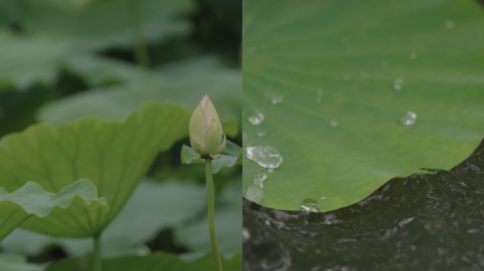 荷花池