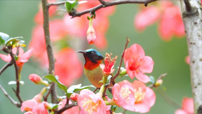 春天花鸟视频