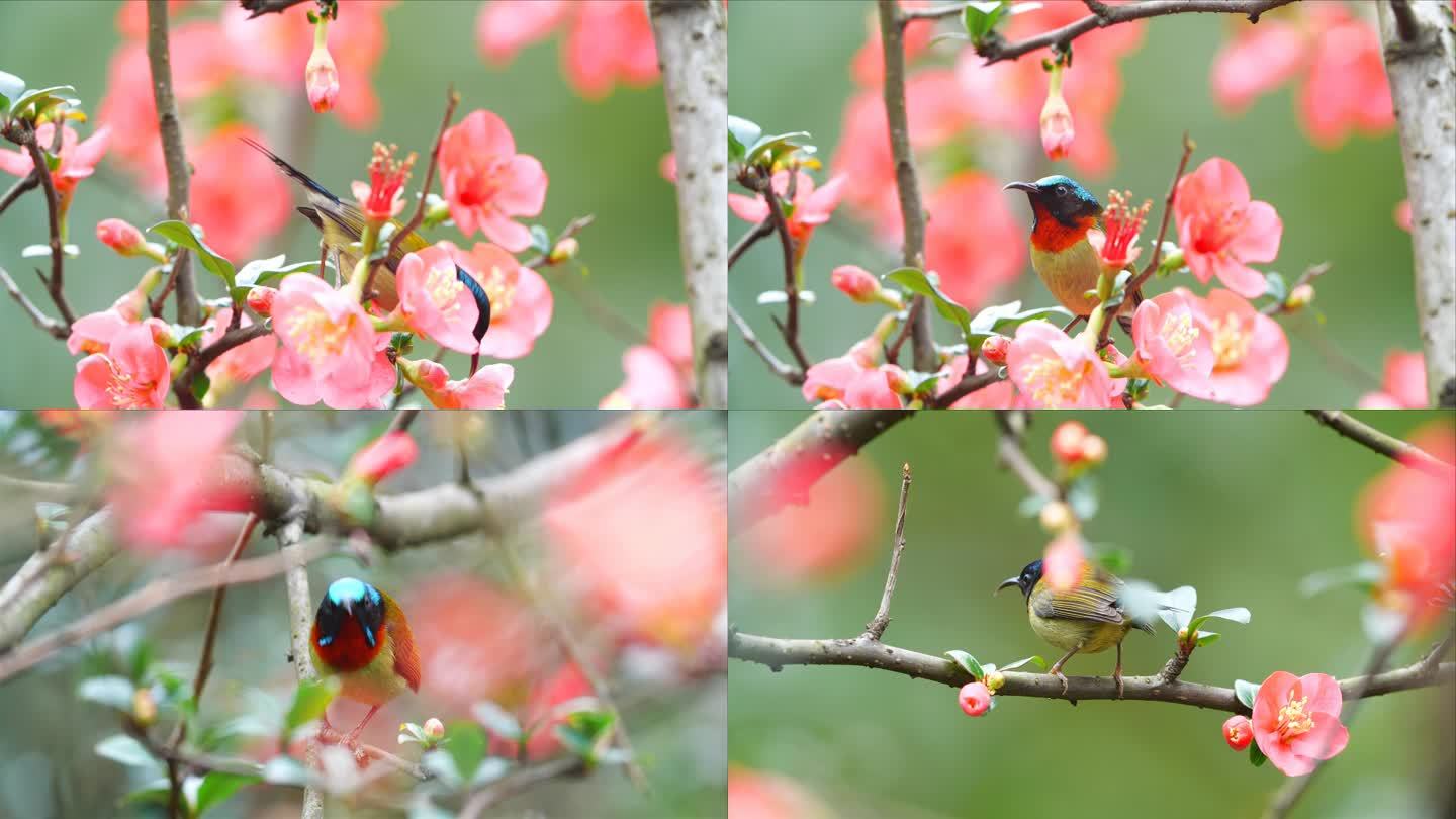 春天花鸟视频