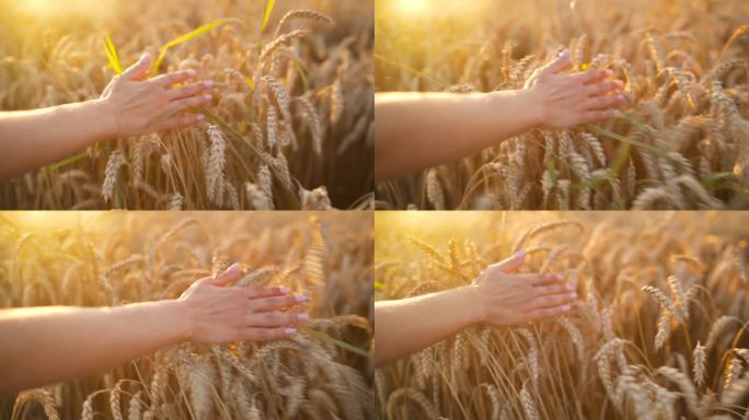 在夕阳的余晖中,女性的手触摸着成熟的麦穗.慢动作
