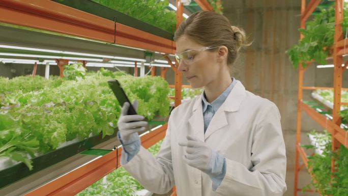 穿着实验室外套和防护眼镜的年轻女性植物学家在垂直农场工作时使用智能手机，站在绿苗架子中间的慢动作中期