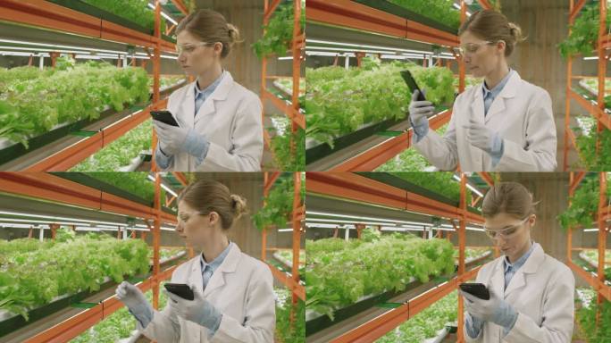 穿着实验室外套和防护眼镜的年轻女性植物学家在垂直农场工作时使用智能手机，站在绿苗架子中间的慢动作中期