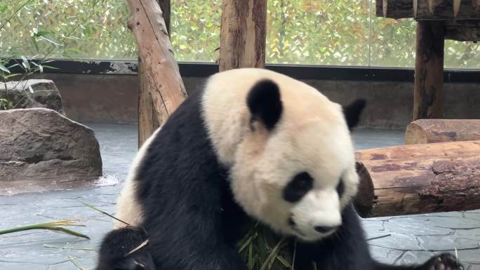 4K原创 大熊猫 雪宝 吃竹子