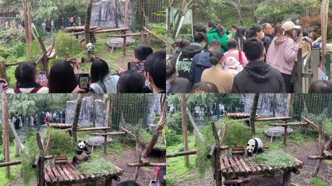 南京红山动物园熊猫馆人群人流