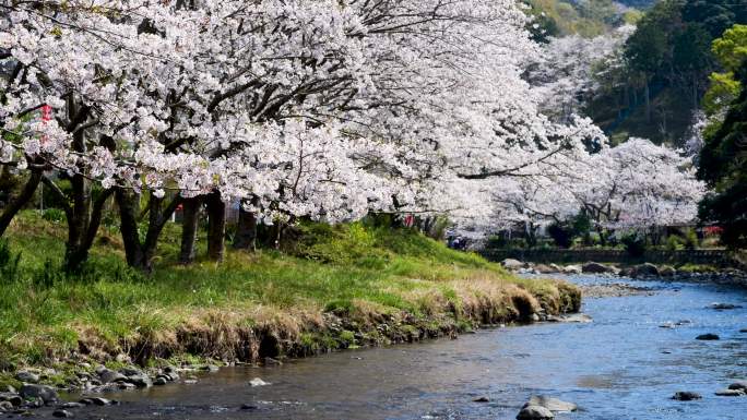 樱花，春秋的时候，在河的两岸，樱花盛开。