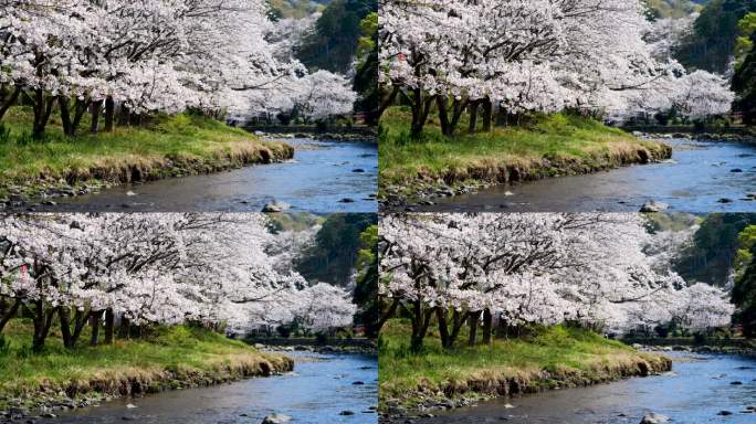 樱花，春秋的时候，在河的两岸，樱花盛开。