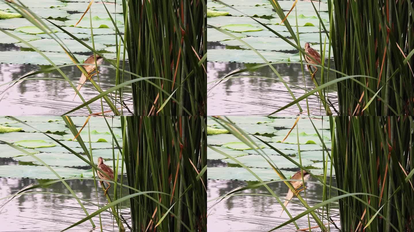小鸟在蒲叶上探水捉鱼