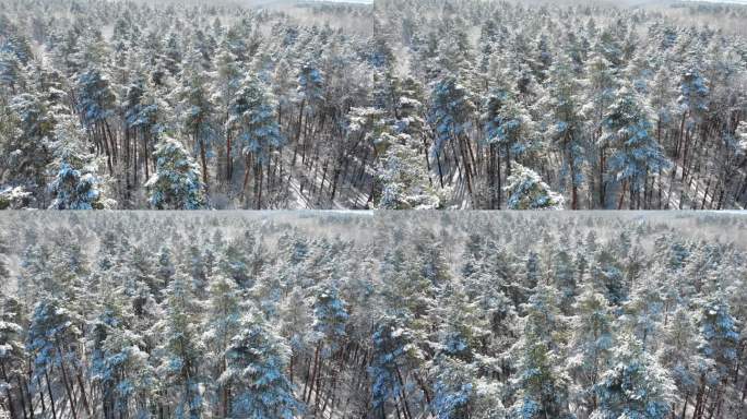 美丽的冬季森林。树木上覆盖着雪和霜.从森林上方的佛陀看。树间飞舞.