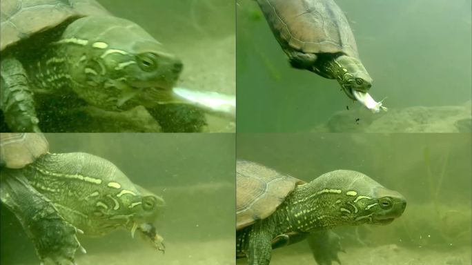 乌龟捕食捕鱼草龟