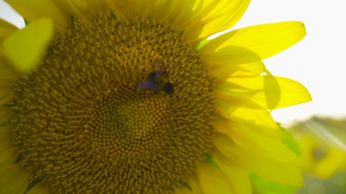 阳光 蜜蜂 蜜蜂采蜜 金色向日葵