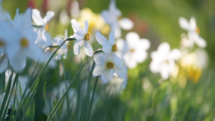 春日阳光明媚的花园里,白嫩的水仙花盛开