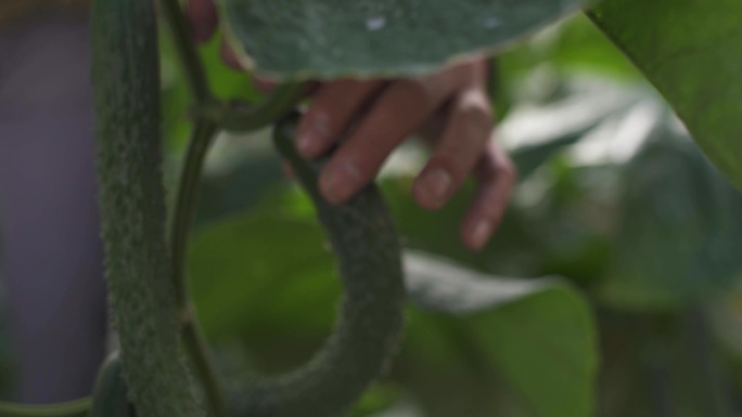 黄瓜瓜蔓 温室蔬菜 生长 果蔬栽培 绿色
