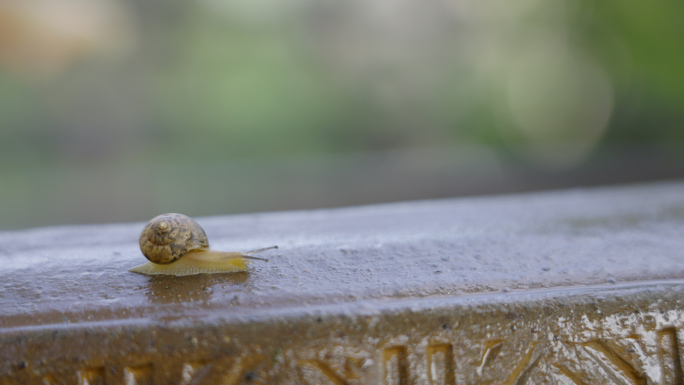 雨后蜗牛在水缸上爬行蜗牛喝水
