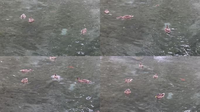 池塘里的鸭子游泳的鸭子