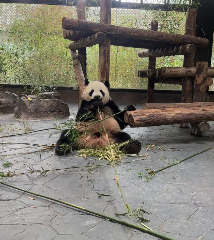 4K原创 大熊猫 雪宝 吃竹子 竖版
