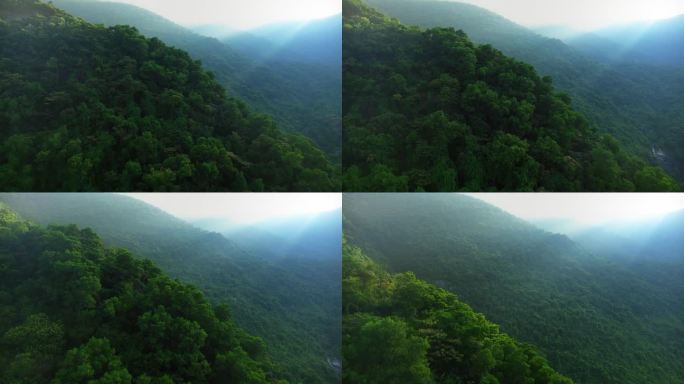 背景，自然，自然，美丽，夏天，户外，绿色，树木，森林，风景，光，美丽，植物，设计，春天，叶子，旅行，