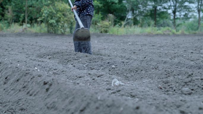 【4K】农村农民锄头挖地