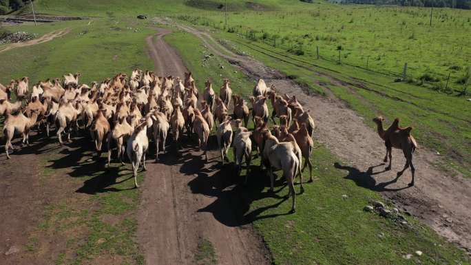 牧场散养骆驼实拍视频素材