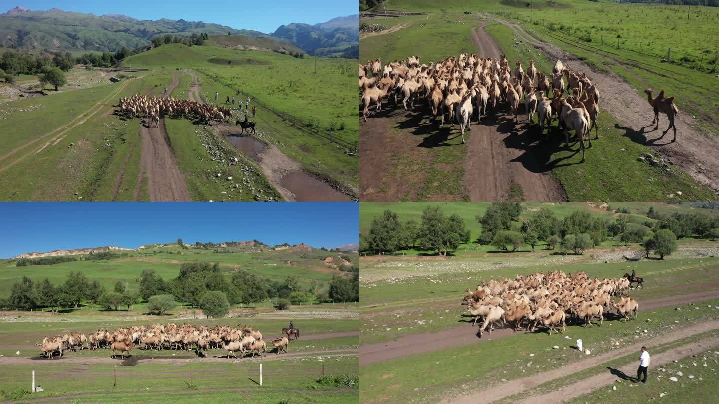 牧场散养骆驼实拍视频素材