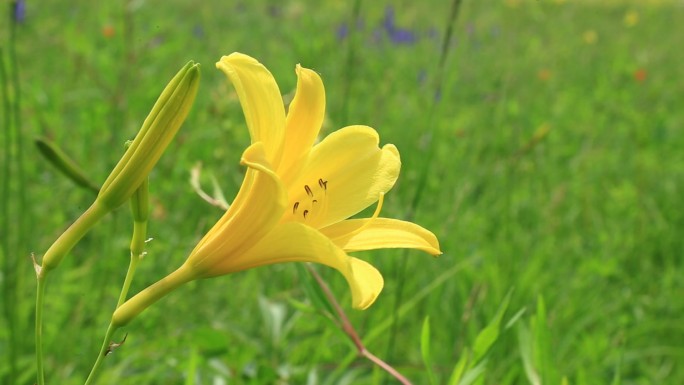 大兴安岭野花黄花菜