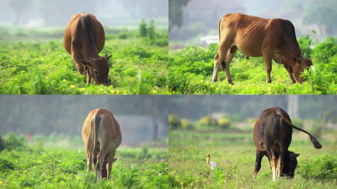 牛悠闲吃草