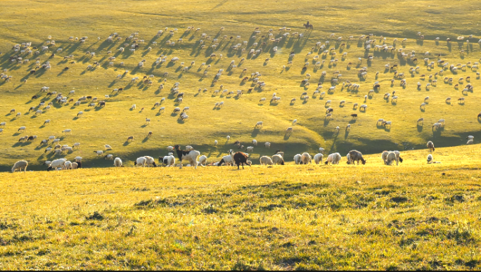 航拍夕阳下草原羊群新疆草原