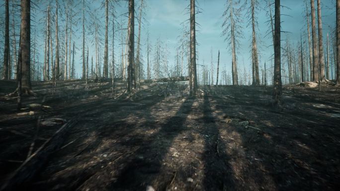 被烧毁和砍伐的死亡森林.