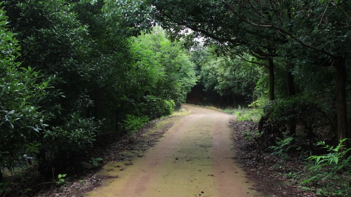 林间小道幽静的小道第一视角小路土路