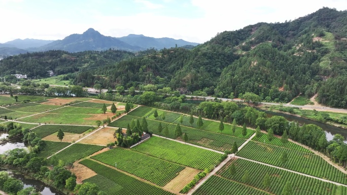 茶田 武夷山 茶园 绿茶 航拍