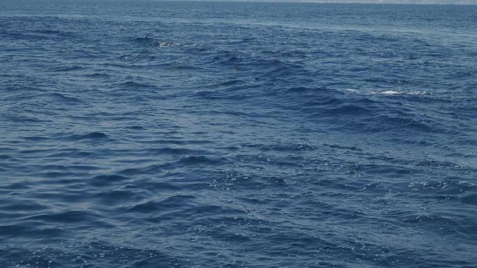 年轻的抹香鲸在地中海利古里亚意大利吹来