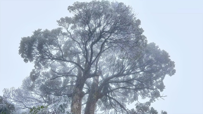 景区冬天冰雪雾凇大树