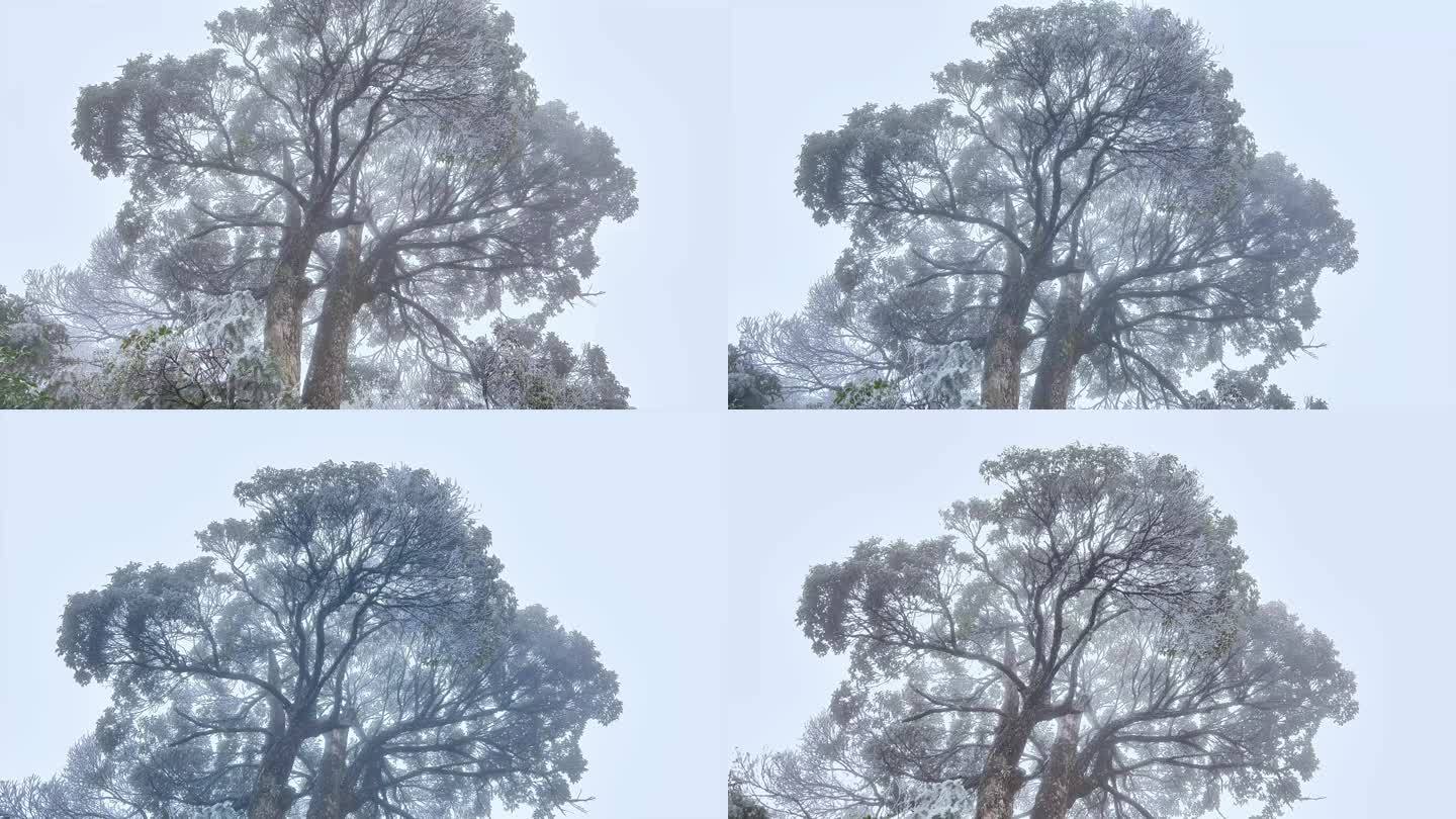 景区冬天冰雪雾凇大树
