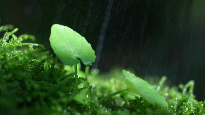 山水下雨雨滴森林惊蛰谷雨生态大自然山水