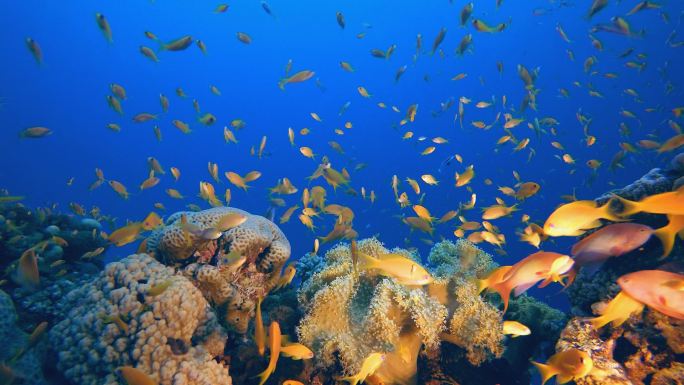 热带水下海鱼。五彩斑斓的热带珊瑚礁大堡礁海洋生命世界。海底鱼类礁海洋. 