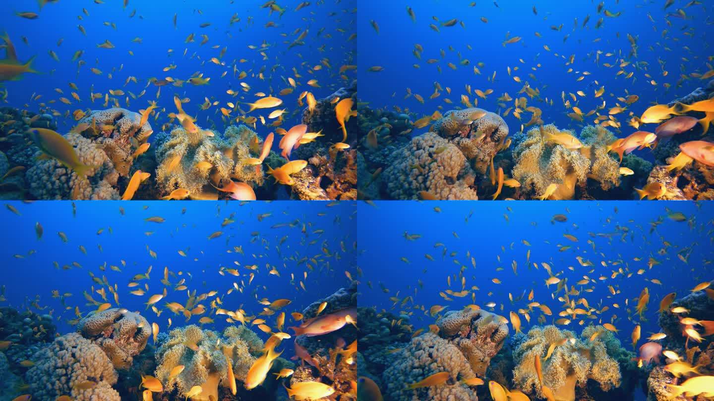 热带水下海鱼。五彩斑斓的热带珊瑚礁大堡礁海洋生命世界。海底鱼类礁海洋. 